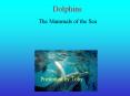 Dolphins PowerPoint PPT Presentation
