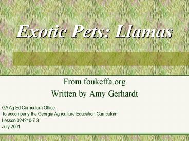 Exotic Pets: Llamas