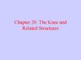 Chapter 20: The Knee and Related Structures PowerPoint PPT Presentation