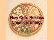 How Cells Release Chemical Energy