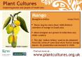 Mango PowerPoint PPT Presentation