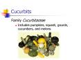 Cucurbits PowerPoint PPT Presentation