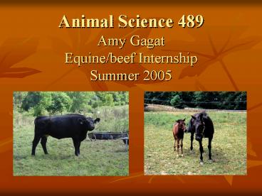 Animal Science 489 Amy Gagat Equinebeef Internship Summer 2005