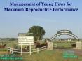 Management%20of%20Young%20Cows%20for%20Maximum%20Reproductive%20Performance PowerPoint PPT Presentation
