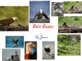 Bald Eagles PowerPoint PPT Presentation