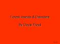 Forest Insects PowerPoint PPT Presentation