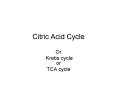 Citric Acid Cycle PowerPoint PPT Presentation