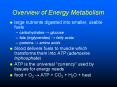 Overview of Energy Metabolism PowerPoint PPT Presentation