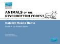 ANIMALS OF THE RIVERBOTTOM FOREST PowerPoint PPT Presentation