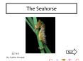 The Seahorse PowerPoint PPT Presentation