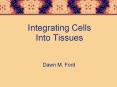 Integrating Cells Into Tissues PowerPoint PPT Presentation