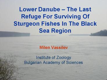Lower Danube The Last Refuge For Surviving Of Sturgeon Fishes In The Black Sea Region