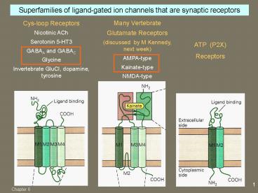 Ion Selection: Cationic Channels