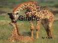 Giraffe PowerPoint PPT Presentation