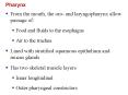 Pharynx PowerPoint PPT Presentation