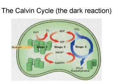 The Calvin Cycle the dark reaction