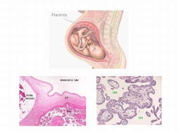 Placenta