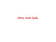 Citric Acid Cycle