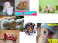 Cute things PowerPoint PPT Presentation