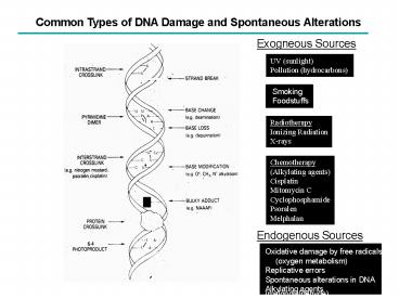 Common Types of DNA Damage and Spontaneous Alterations