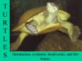 T U R T L E S PowerPoint PPT Presentation