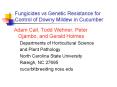 Fungicides vs Genetic Resistance for Control of Downy Mildew in Cucumber PowerPoint PPT Presentation