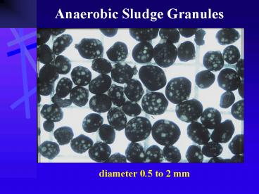 Anaerobic Sludge Granules