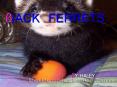 lACK FERRETS PowerPoint PPT Presentation