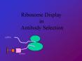 Ribosome Display PowerPoint PPT Presentation