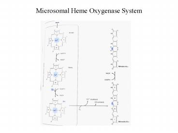 Microsomal Heme Oxygenase System