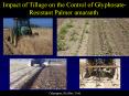 2009 Beltwide: Impact of Tillage on the Control of GlyphosateResistant Palmer amaranth PowerPoint PPT Presentation