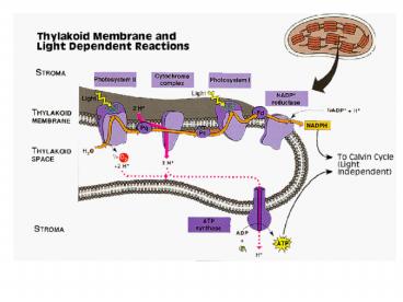 Glycolysis