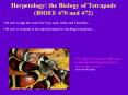 Herpetology: the Biology of Tetrapods BIOEE 470 and 472 PowerPoint PPT Presentation