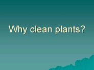 Why%20clean%20plants?