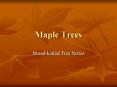Maple Trees PowerPoint PPT Presentation