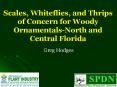 Scales, Whiteflies, and Thrips of Concern for Woody OrnamentalsNorth and Central Florida PowerPoint PPT Presentation