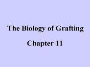 The Biology of Grafting