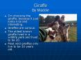 Giraffe By Maddie PowerPoint PPT Presentation