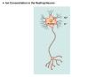 This is what would happen under the myelin sheath. At the end of the PowerPoint PPT Presentation