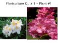 Floriculture Quiz 1 Plant PowerPoint PPT Presentation