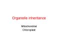 Organelle inheritance PowerPoint PPT Presentation