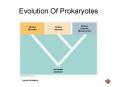 Evolution Of Prokaryotes PowerPoint PPT Presentation