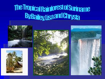 The Tropical Rainforest of Suriname