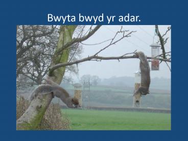 Bwyta bwyd yr adar'
