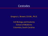 Cestodes