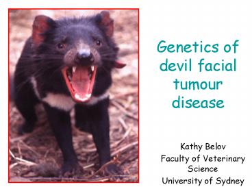Genetics of devil facial tumour disease