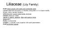 Liliaceae Lily Family PowerPoint PPT Presentation