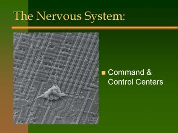 The Nervous System:
