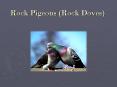 Rock Pigeons (Rock Doves) PowerPoint PPT Presentation