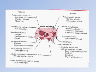 The hypothalamus as a major integrating center